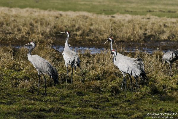 Kranich, Grauer Kranich, Grus grus, Kraniche  (Gruidae), Tiere auf Wiese, gehen, äsen, wild and controlled, Groß Mohrdorf, Deutschland