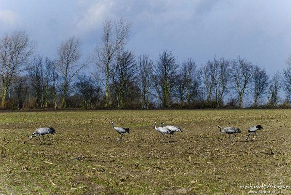 Kranich, Grauer Kranich, Grus grus, Kraniche  (Gruidae), Tiere beim äsen, Günzer Wiesen, wild and controlled, Groß Mohrdorf, Deutschland