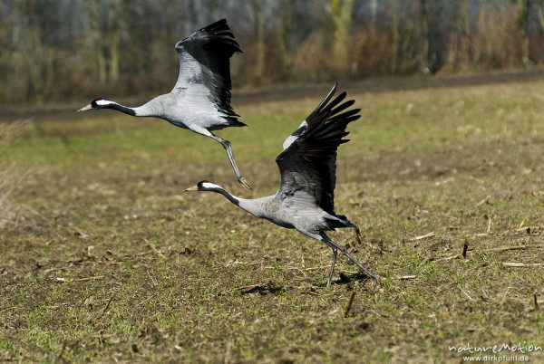 Kranich, Grauer Kranich, Grus grus, Kraniche  (Gruidae), zwei Tiere beim Abflug, wild and controlled, Groß Mohrdorf, Deutschland