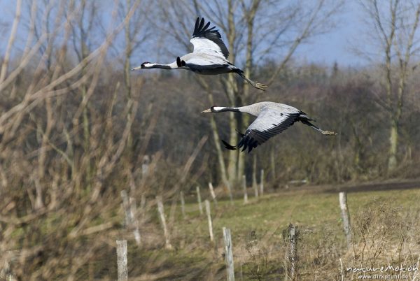 Kranich, Grauer Kranich, Grus grus, Kraniche  (Gruidae), zwei Tiere beim Abflug, wild and controlled, Groß Mohrdorf, Deutschland