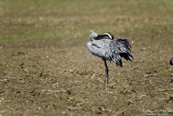 Kranich, Grauer Kranich, Grus grus, Kraniche  (Gruidae), Tier bei Gefiederpflege, Günzer Wiesen, wild and controlled, Groß Mohrdorf, Deutschland