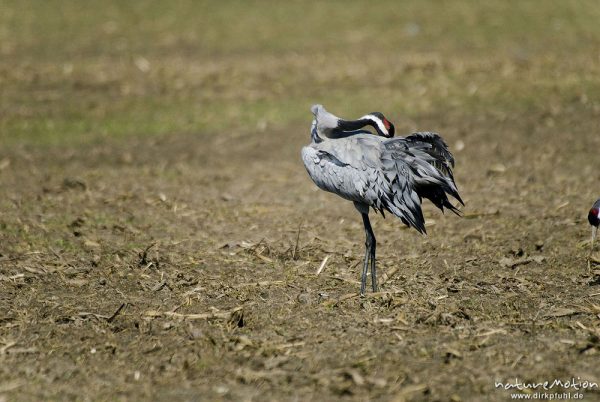 Kranich, Grauer Kranich, Grus grus, Kraniche  (Gruidae), Tier bei Gefiederpflege, Günzer Wiesen, wild and controlled, Groß Mohrdorf, Deutschland