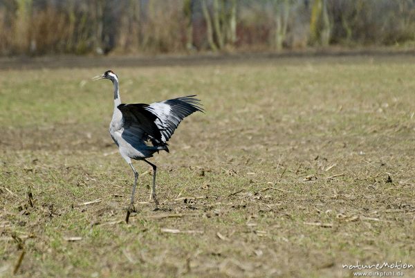 Kranich, Grauer Kranich, Grus grus, Kraniche  (Gruidae), Tanz, Tier hüpft und fliegt auf der Stelle, wild and controlled, Groß Mohrdorf, Deutschland