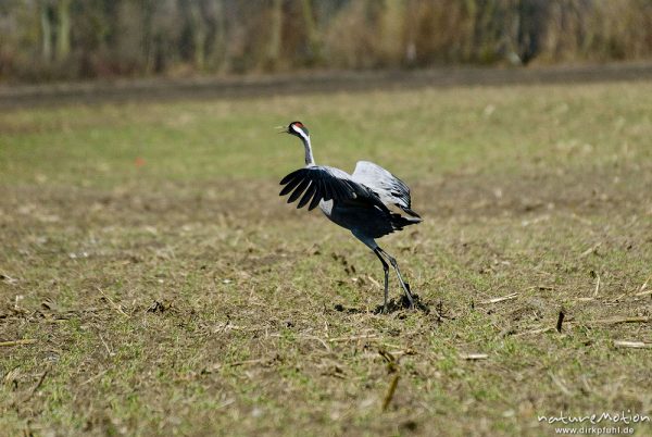 Kranich, Grauer Kranich, Grus grus, Kraniche  (Gruidae), Tanz, Tier hüpft und fliegt auf der Stelle, wild and controlled, Groß Mohrdorf, Deutschland