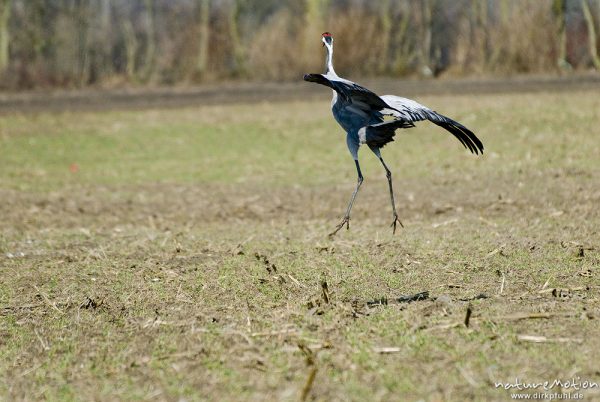 Kranich, Grauer Kranich, Grus grus, Kraniche  (Gruidae), Tanz, Tier hüpft und fliegt auf der Stelle, wild and controlled, Groß Mohrdorf, Deutschland