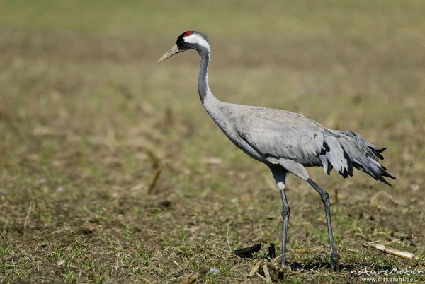 Kranich, Grauer Kranich, Grus grus, Kraniche  (Gruidae), Tier beim äsen, Günzer Wiesen, wild and controlled, Groß Mohrdorf, Deutschland