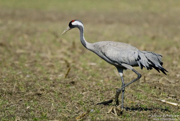 Kranich, Grauer Kranich, Grus grus, Kraniche  (Gruidae), Tier beim äsen, Günzer Wiesen, wild and controlled, Groß Mohrdorf, Deutschland