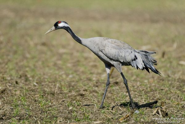 Kranich, Grauer Kranich, Grus grus, Kraniche  (Gruidae), Tier beim äsen, Günzer Wiesen, wild and controlled, Groß Mohrdorf, Deutschland