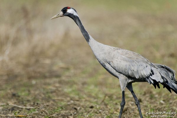 Kranich, Grauer Kranich, Grus grus, Kraniche  (Gruidae), Tier beim äsen, Günzer Wiesen, wild and controlled, Groß Mohrdorf, Deutschland