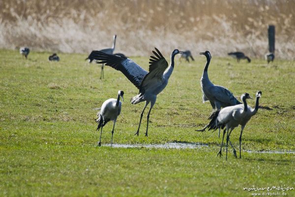 Kranich, Grauer Kranich, Grus grus, Kraniche  (Gruidae), Tanz, zwei Tiere hüpfen und fliegen auf der Stelle, wild and controlled, Groß Mohrdorf, Deutschland