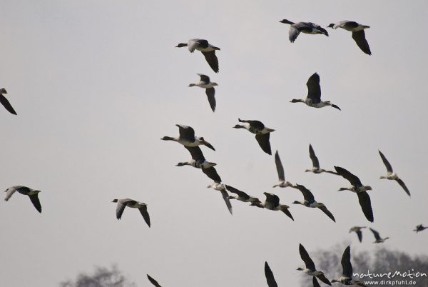 Graugans, Anser anser, Anatidae, fliegender Schwarm, Günzer Wiesen, wild and controlled, Groß Mohrdorf, Deutschland