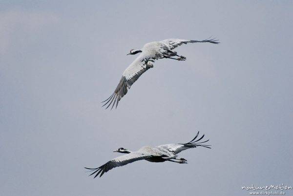 Kranich, Grauer Kranich, Grus grus, Kraniche  (Gruidae), zwei Tiere im Abflug, wild and controlled, Groß Mohrdorf, Deutschland