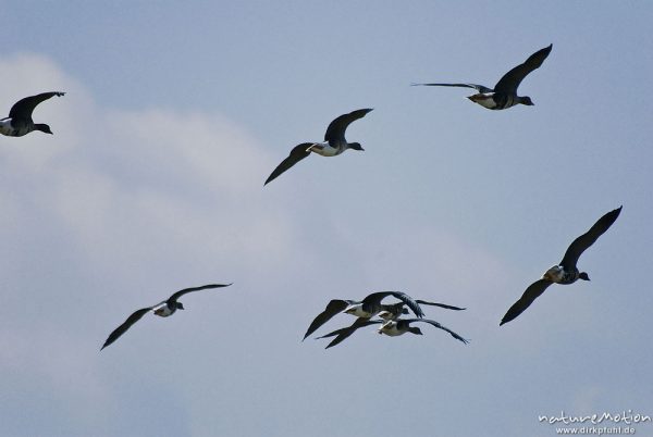 Graugans, Anser anser, Anatidae, fliegender Schwarm, Günzer Wiesen, wild and controlled, Groß Mohrdorf, Deutschland