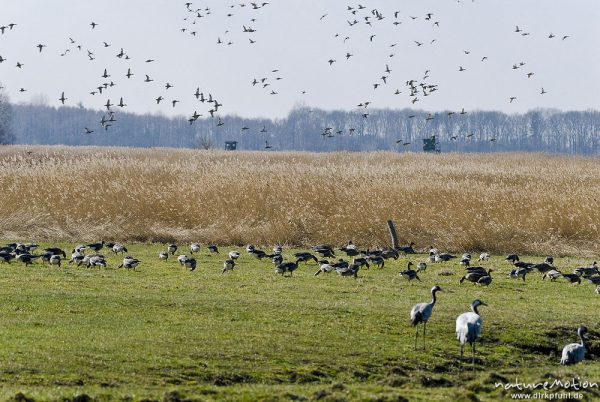 Graugans, Anser anser, Anatidae, fliegender Schwarm, Günzer Wiesen, wild and controlled, Groß Mohrdorf, Deutschland