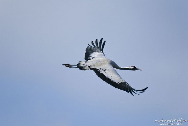 Kranich, Grauer Kranich, Grus grus, Kraniche  (Gruidae), Tier im Abflug, wild and controlled, Groß Mohrdorf, Deutschland