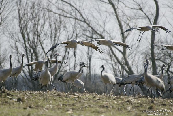 Kranich, Grauer Kranich, Grus grus, Kraniche  (Gruidae), mehrere Tiere bei Landung zwischen äsenden Tieren, Günzer Wiesen, wild and controlled, Groß Mohrdorf, Deutschland