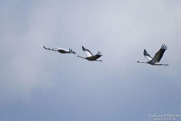 Kranich, Grauer Kranich, Grus grus, Kraniche  (Gruidae), drei Tier im Flug, wild and controlled, Groß Mohrdorf, Deutschland