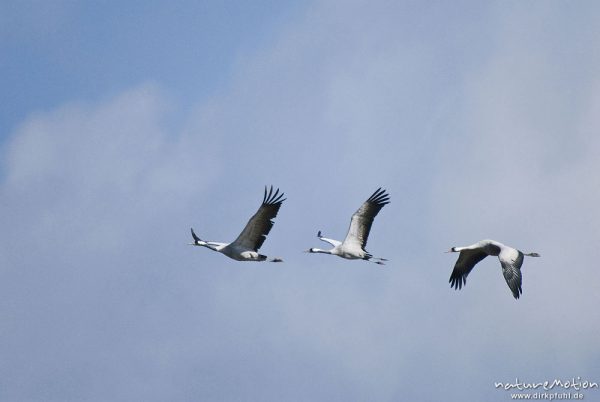 Kranich, Grauer Kranich, Grus grus, Kraniche  (Gruidae), drei Tier im Flug, wild and controlled, Groß Mohrdorf, Deutschland