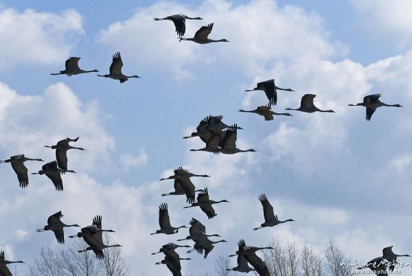 Kranich, Grauer Kranich, Grus grus, Kraniche  (Gruidae), großer Trupp fliegt auf, wild and controlled, Groß Mohrdorf, Deutschland