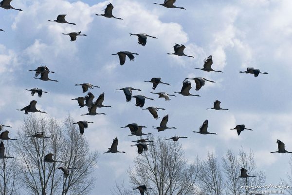 Kranich, Grauer Kranich, Grus grus, Kraniche  (Gruidae), großer Trupp fliegt auf, wild and controlled, Groß Mohrdorf, Deutschland