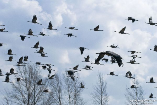 Kranich, Grauer Kranich, Grus grus, Kraniche  (Gruidae), großer Trupp fliegt auf, wild and controlled, Groß Mohrdorf, Deutschland