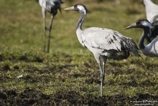 Kranich, Grauer Kranich, Grus grus, Kraniche  (Gruidae), Tiere auf Wiese, gehen, äsen, wild and controlled, Groß Mohrdorf, Deutschland