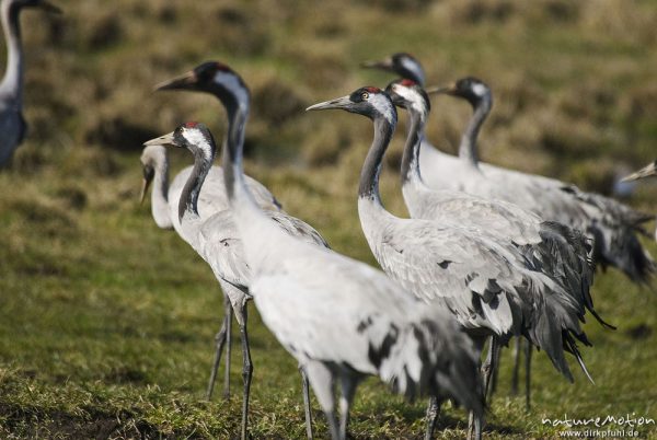 Kranich, Grauer Kranich, Grus grus, Kraniche  (Gruidae), Tiere auf Wiese, gehen, äsen, wild and controlled, Groß Mohrdorf, Deutschland