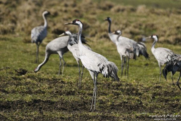 Kranich, Grauer Kranich, Grus grus, Kraniche  (Gruidae), Tiere auf Wiese, gehen, äsen, wild and controlled, Groß Mohrdorf, Deutschland