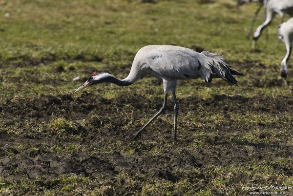 Kranich, Grauer Kranich, Grus grus, Kraniche  (Gruidae), Tiere beim äsen, Günzer Wiesen, wild and controlled, Groß Mohrdorf, Deutschland