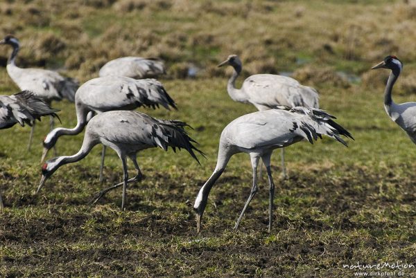 Kranich, Grauer Kranich, Grus grus, Kraniche  (Gruidae), Tiere beim äsen, Günzer Wiesen, wild and controlled, Groß Mohrdorf, Deutschland