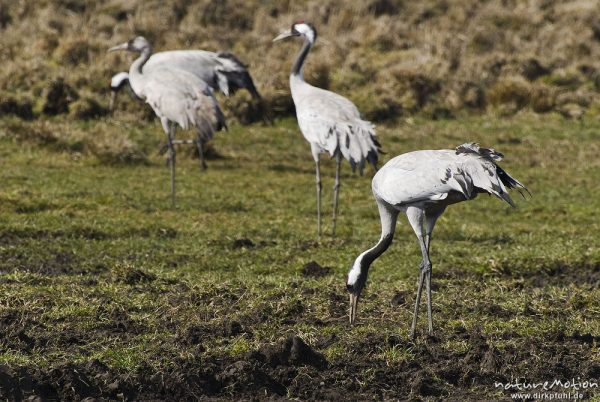 Kranich, Grauer Kranich, Grus grus, Kraniche  (Gruidae), Tiere beim äsen, Günzer Wiesen, wild and controlled, Groß Mohrdorf, Deutschland