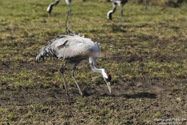 Kranich, Grauer Kranich, Grus grus, Kraniche  (Gruidae), Tier beim äsen, Günzer Wiesen, wild and controlled, Groß Mohrdorf, Deutschland