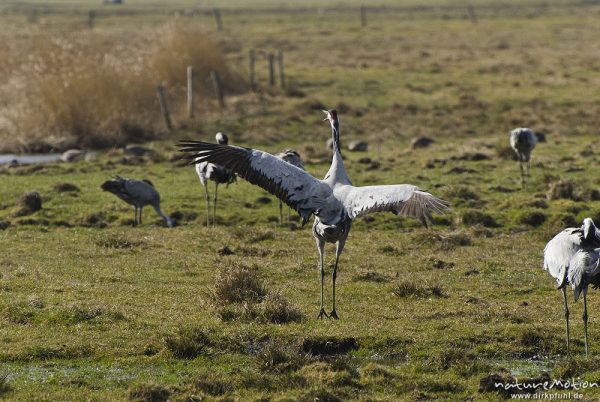 Kranich, Grauer Kranich, Grus grus, Kraniche  (Gruidae), Tanz, Tier hüpft und fliegt auf der Stelle, wild and controlled, Groß Mohrdorf, Deutschland