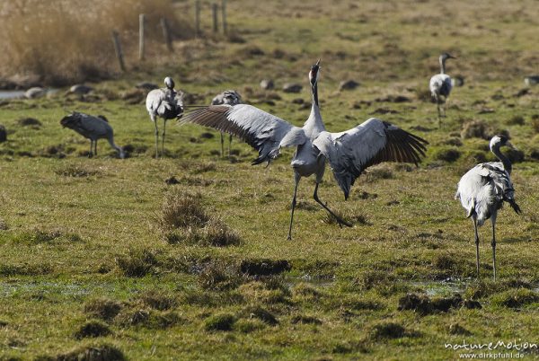 Kranich, Grauer Kranich, Grus grus, Kraniche  (Gruidae), Tanz, Tier hüpft und fliegt auf der Stelle, wild and controlled, Groß Mohrdorf, Deutschland