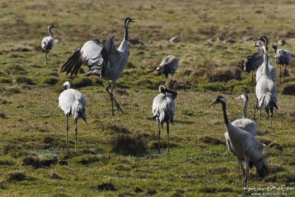 Kranich, Grauer Kranich, Grus grus, Kraniche  (Gruidae), Tanz, Tier hüpft und fliegt auf der Stelle, wild and controlled, Groß Mohrdorf, Deutschland