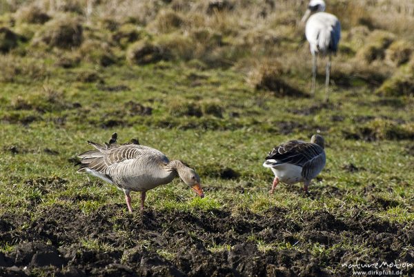 Graugans, Anser anser, Anatidae, Paar beim äsen, Günzer Wiesen, wild and controlled, Groß Mohrdorf, Deutschland