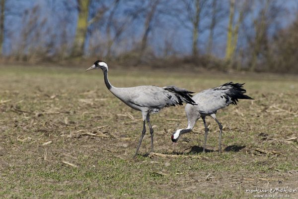 Kranich, Grauer Kranich, Grus grus, Kraniche  (Gruidae), Tiere auf Wiese, gehen, äsen, wild and controlled, Groß Mohrdorf, Deutschland