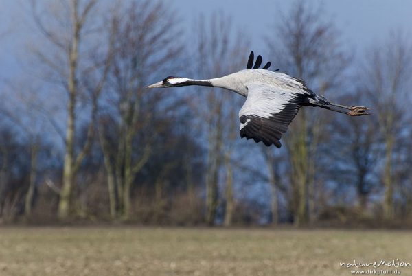 Kranich, Grauer Kranich, Grus grus, Kraniche  (Gruidae), Tier fliegt ab, wild and controlled, Groß Mohrdorf, Deutschland