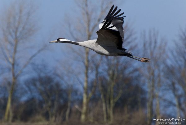 Kranich, Grauer Kranich, Grus grus, Kraniche  (Gruidae), Tier fliegt ab, wild and controlled, Groß Mohrdorf, Deutschland