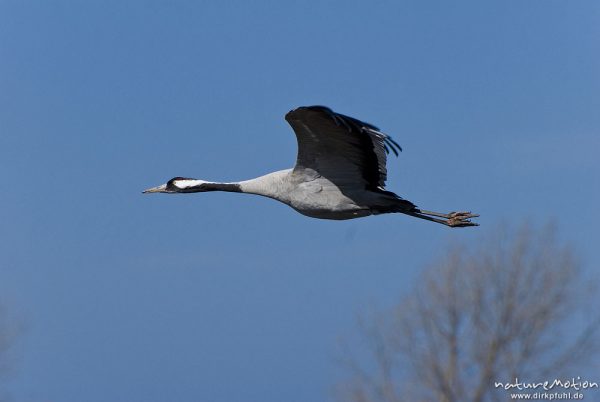 Kranich, Grauer Kranich, Grus grus, Kraniche  (Gruidae), Tier fliegt ab, wild and controlled, Groß Mohrdorf, Deutschland