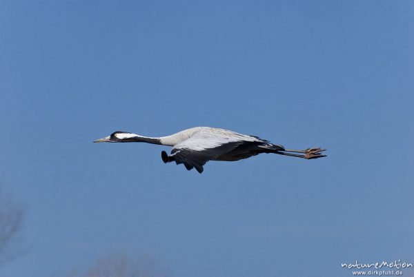 Kranich, Grauer Kranich, Grus grus, Kraniche  (Gruidae), Tier fliegt ab, wild and controlled, Groß Mohrdorf, Deutschland