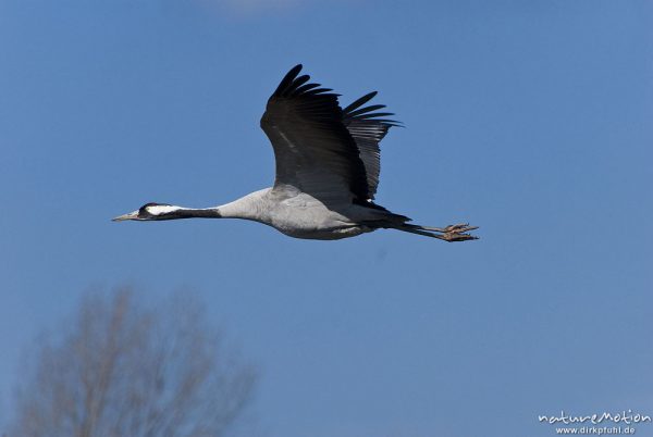 Kranich, Grauer Kranich, Grus grus, Kraniche  (Gruidae), Tier fliegt ab, wild and controlled, Groß Mohrdorf, Deutschland