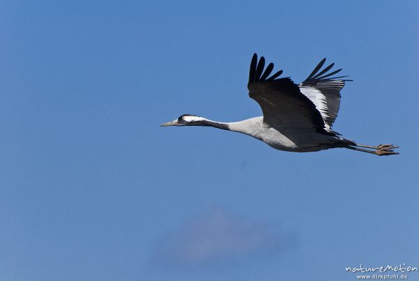 Kranich, Grauer Kranich, Grus grus, Kraniche  (Gruidae), Tier fliegt ab, wild and controlled, Groß Mohrdorf, Deutschland