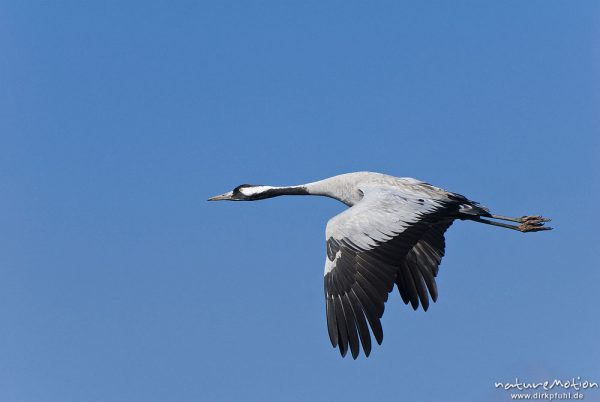 Kranich, Grauer Kranich, Grus grus, Kraniche  (Gruidae), Tier fliegt ab, wild and controlled, Groß Mohrdorf, Deutschland