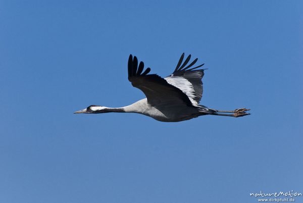 Kranich, Grauer Kranich, Grus grus, Kraniche  (Gruidae), Tier fliegt ab, wild and controlled, Groß Mohrdorf, Deutschland