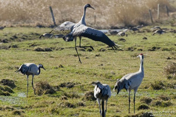 Kranich, Grauer Kranich, Grus grus, Kraniche  (Gruidae), Tanz, Tier hüpft und fliegt auf der Stelle, wild and controlled, Groß Mohrdorf, Deutschland