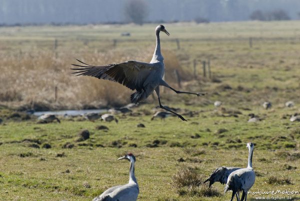 Kranich, Grauer Kranich, Grus grus, Kraniche  (Gruidae), Tanz, Tier hüpft und fliegt auf der Stelle, wild and controlled, Groß Mohrdorf, Deutschland