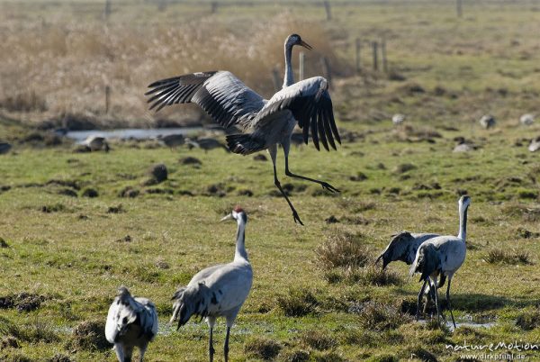 Kranich, Grauer Kranich, Grus grus, Kraniche  (Gruidae), Tanz, Tier hüpft und fliegt auf der Stelle, wild and controlled, Groß Mohrdorf, Deutschland