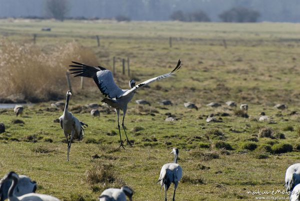 Kranich, Grauer Kranich, Grus grus, Kraniche  (Gruidae), Tanz, Tier hüpft und fliegt auf der Stelle, wild and controlled, Groß Mohrdorf, Deutschland