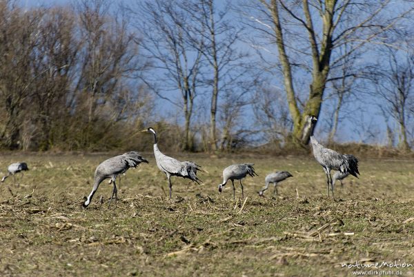 Kranich, Grauer Kranich, Grus grus, Kraniche  (Gruidae), Tiere auf Wiese, gehen, äsen, wild and controlled, Groß Mohrdorf, Deutschland